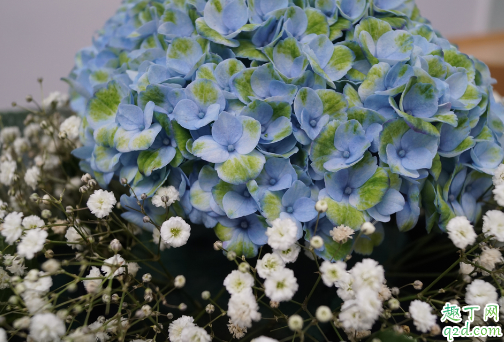 满天星什么时候种合适 满天星怎么种植成活率高