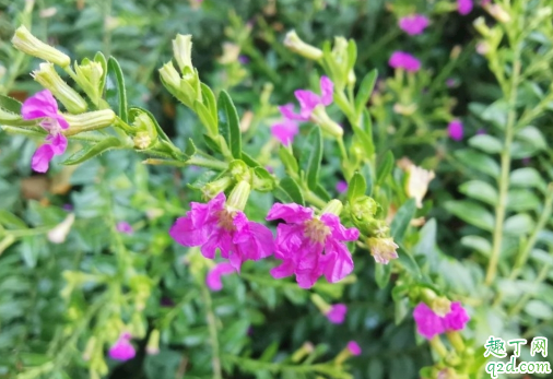 满天星什么时候种合适 满天星怎么种植成活率高