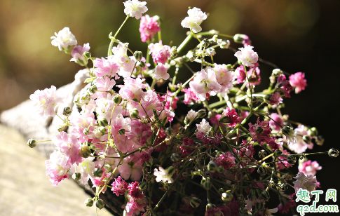 满天星什么时候种合适 满天星怎么种植成活率高