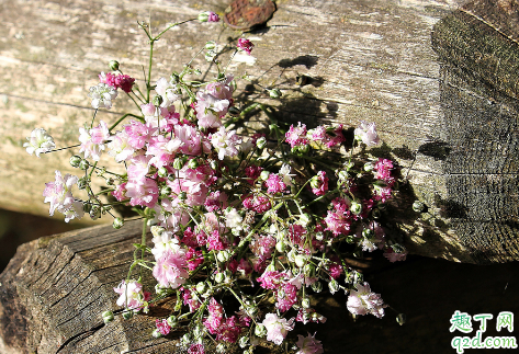 满天星好养活吗 满天星怎样养长得旺盛