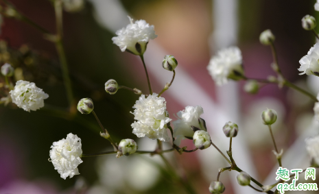 满天星好养活吗 满天星怎样养长得旺盛