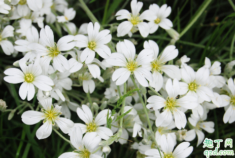 满天星好养活吗 满天星怎样养长得旺盛