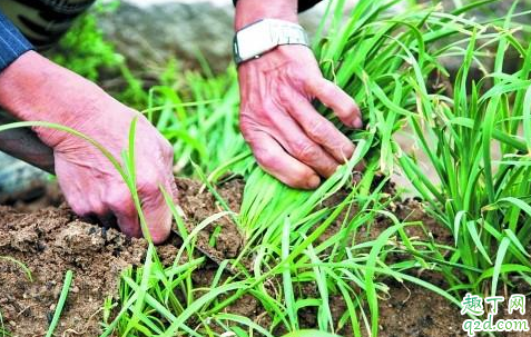 为什么韭菜头茬割掉不要 韭菜是越割越旺吗