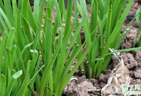 为什么韭菜头茬割掉不要 韭菜是越割越旺吗