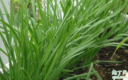 为什么韭菜头茬割掉不要 韭菜是越割越旺吗