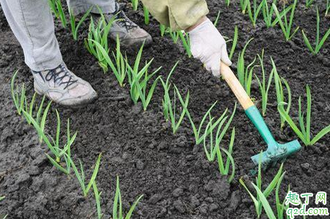 大蒜上撒草木灰好吗 大蒜什么时间撒草木灰最好