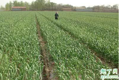 大蒜上撒草木灰好吗 大蒜什么时间撒草木灰最好