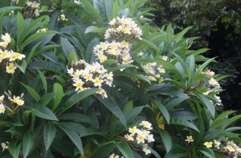 鸡蛋花烂根是怎么回事 鸡蛋花烂根后怎么才能救活