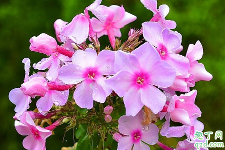 美女婴耐寒吗 美女樱冬季怎么养护才能安全过冬