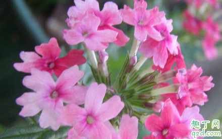 美女婴耐寒吗 美女樱冬季怎么养护才能安全过冬