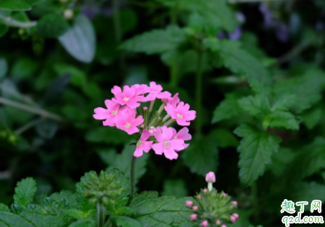 美女婴耐寒吗 美女樱冬季怎么养护才能安全过冬