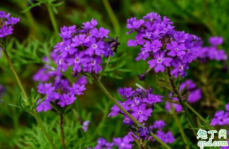 美女婴耐寒吗 美女樱冬季怎么养护才能安全过冬