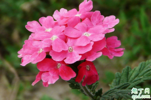 美女婴可以扦插吗 美女婴怎么扦插成活率高