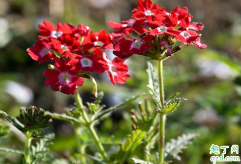 美女婴可以扦插吗 美女婴怎么扦插成活率高