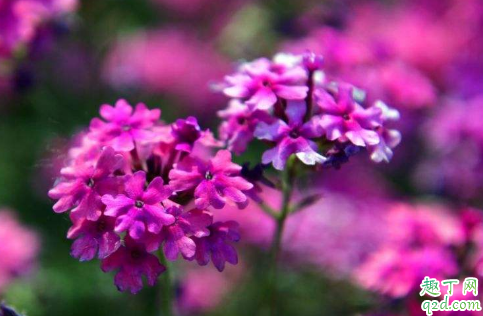 美女婴可以扦插吗 美女婴怎么扦插成活率高