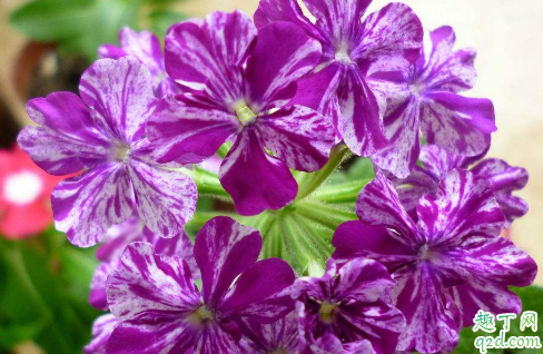 新买的美女樱怎么养 养美女樱哪些事项是要注意的