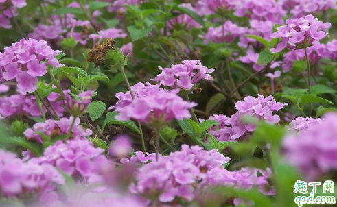 新买的美女樱怎么养 养美女樱哪些事项是要注意的