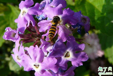 新买的美女樱怎么养 养美女樱哪些事项是要注意的