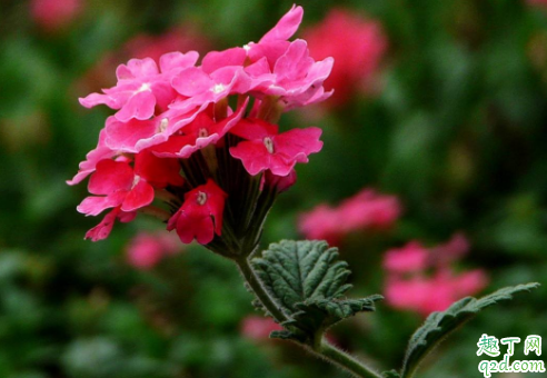 新买的美女樱怎么养 养美女樱哪些事项是要注意的