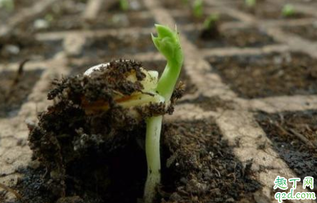 为什么塇地种不出好豆子 为什么硬地可以种出好种子