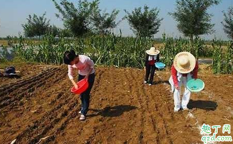 为什么塇地种不出好豆子 为什么硬地可以种出好种子