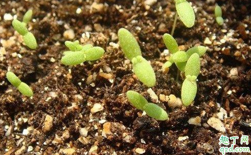 为什么塇地种不出好豆子 为什么硬地可以种出好种子