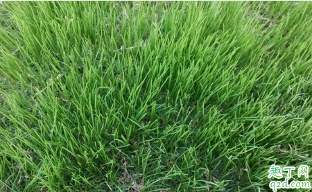 黑麦草几月播种 黑麦草怎么种植成活率高