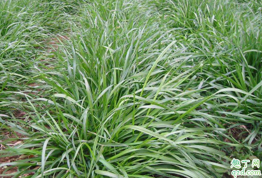 黑麦草几月播种 黑麦草怎么种植成活率高