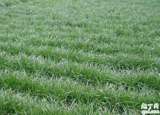 黑麦草几月播种 黑麦草怎么种植成活率高