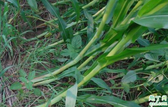 玉米倒伏怎么办 如何预防玉米倒伏