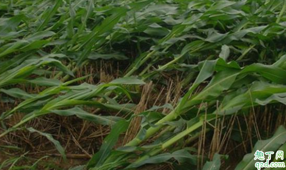 玉米倒伏怎么办 如何预防玉米倒伏