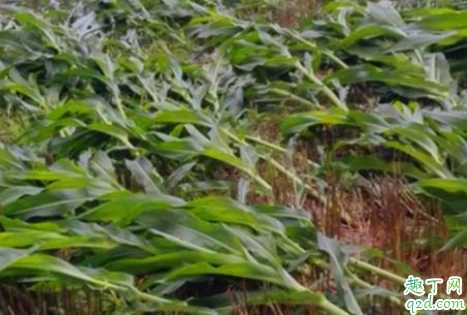 玉米倒伏怎么办 如何预防玉米倒伏