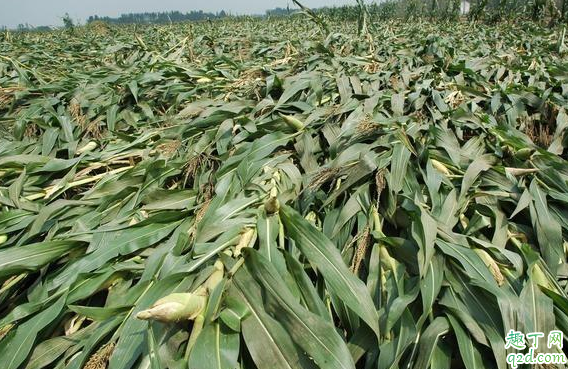 玉米倒伏怎么办 如何预防玉米倒伏