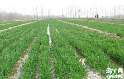 天气转暖小麦能浇水吗 小麦返青什么时候施肥比较好
