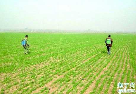 天气转暖小麦能浇水吗 小麦返青什么时候施肥比较好