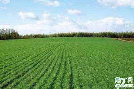 天气转暖小麦能浇水吗 小麦返青什么时候施肥比较好