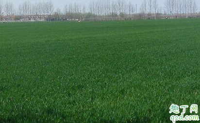 天气转暖小麦能浇水吗 小麦返青什么时候施肥比较好