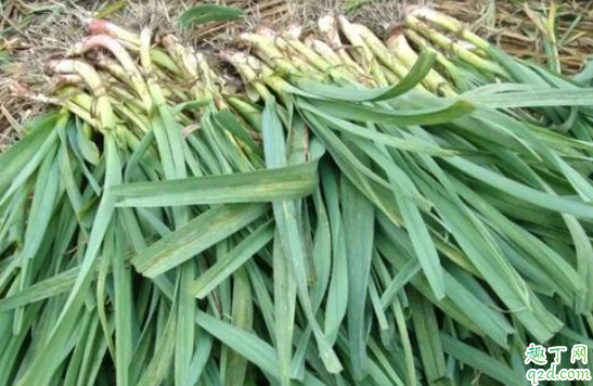 青蒜苗什么时候种植比较好 青蒜苗什么时候追肥比较好