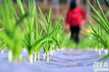 如何种出高品质大蒜苗 种植大蒜苗如何选种