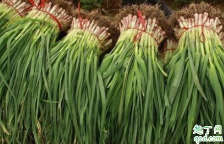 如何种出高品质大蒜苗 种植大蒜苗如何选种