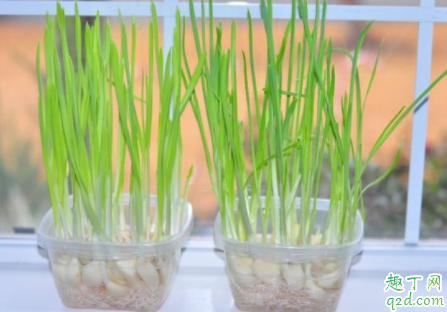 如何种出高品质大蒜苗 种植大蒜苗如何选种