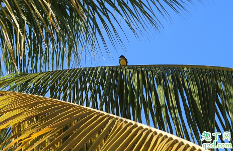 棕榈老烂根怎么回事 棕榈烂根了怎么回事