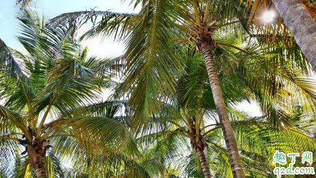 棕榈老烂根怎么回事 棕榈烂根了怎么回事