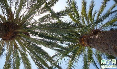 棕榈老烂根怎么回事 棕榈烂根了怎么回事