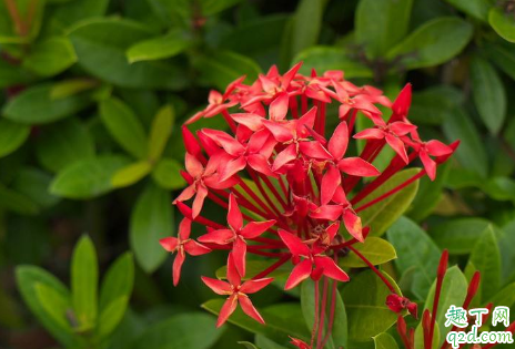 矮仙丹老烂根是怎么回事 矮仙丹烂根了怎么救活