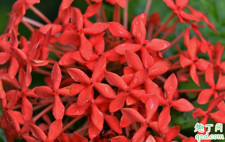 矮仙丹老烂根是怎么回事 矮仙丹烂根了怎么救活