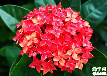 矮仙丹老烂根是怎么回事 矮仙丹烂根了怎么救活