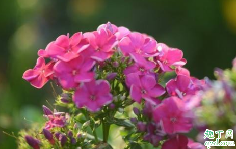 美女樱老不开花是怎么回事 美女樱不开花该怎么补救