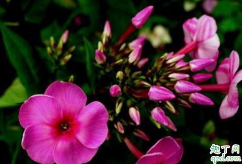 美女樱老不开花是怎么回事 美女樱不开花该怎么补救