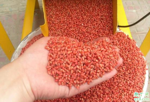 种花生怎样拌种不生虫 种花生拌种怎么加水